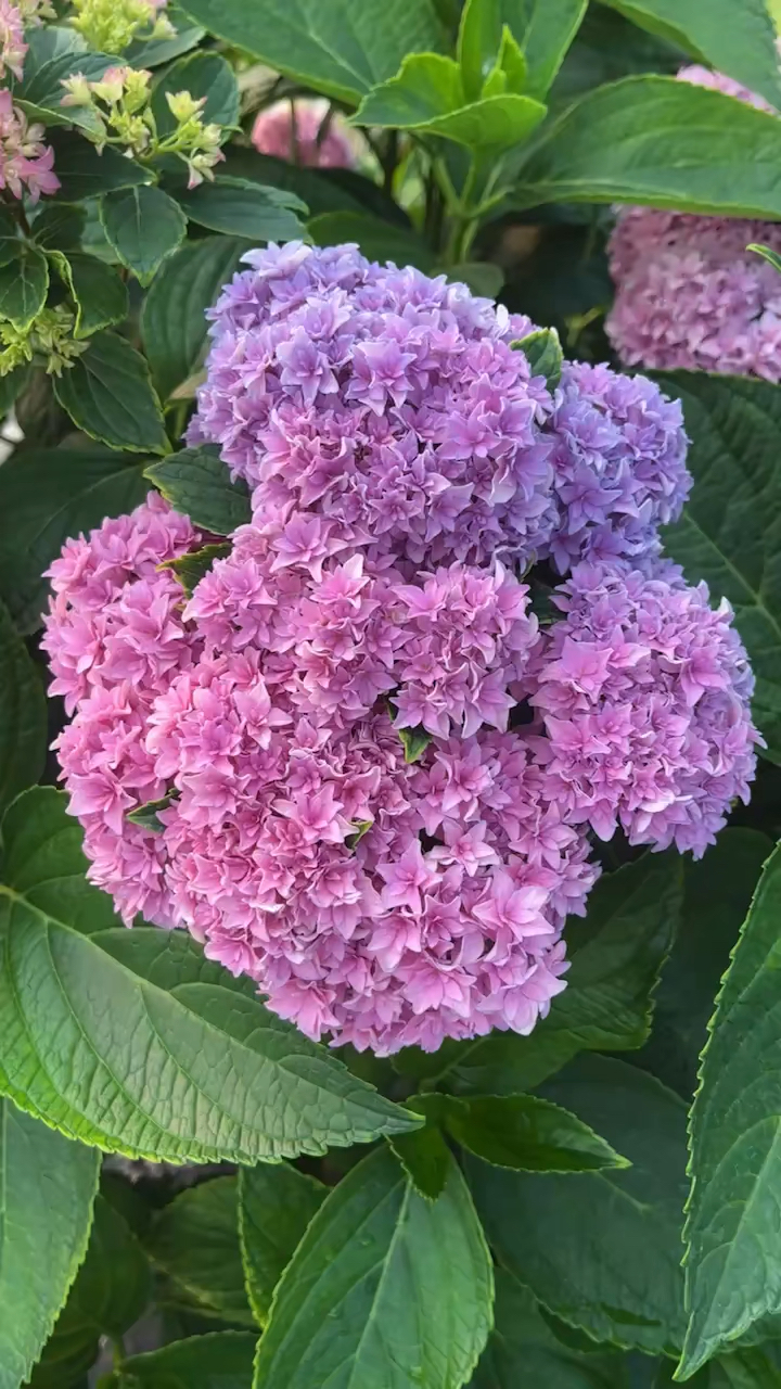 绣球"你我的完美"