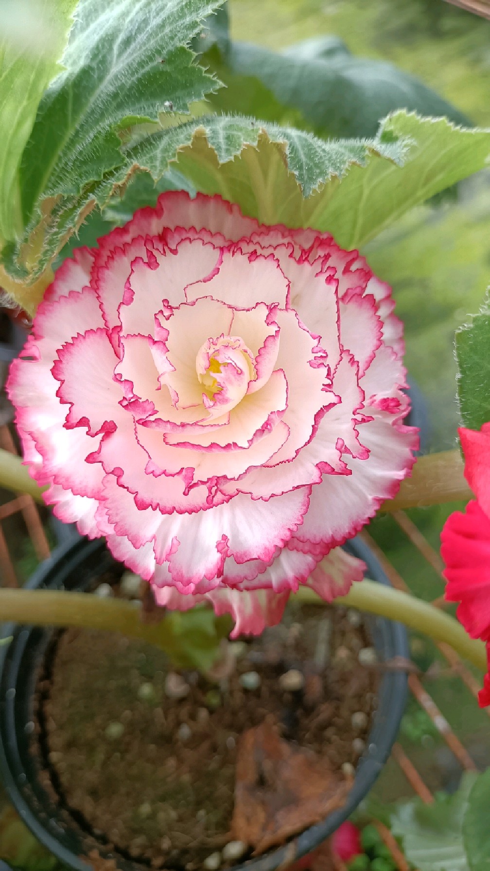 买回家的夫妻海棠花,如何正确养护?才保证到家后能正常生长