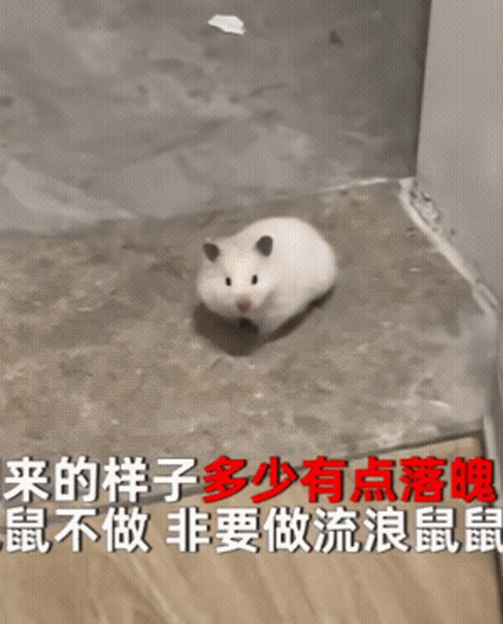 【#仓鼠越狱出逃流浪2天后敲门回家#主人大惊:周围20多间相同的房】