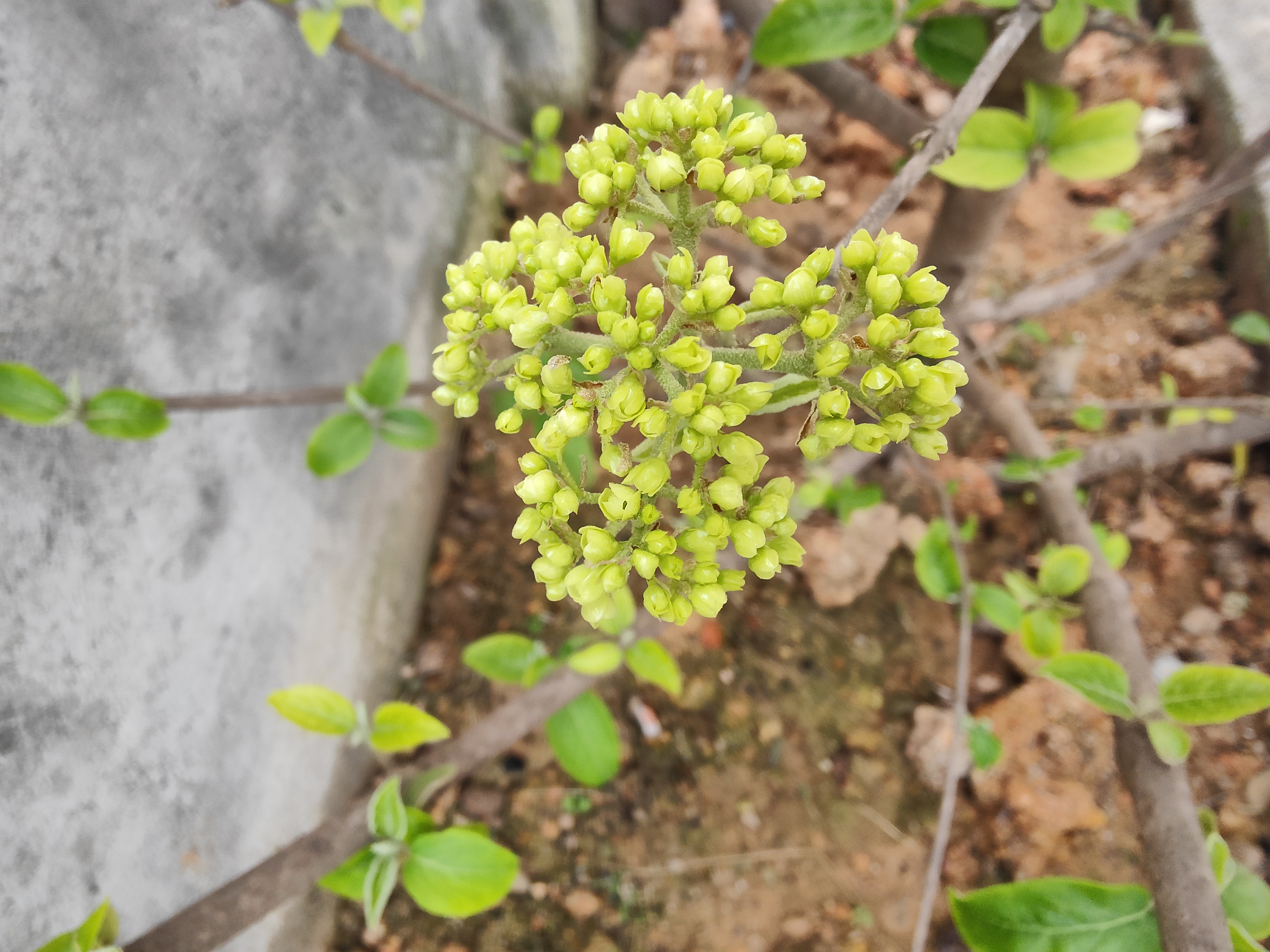 中華木繡球:如若有緣,終會相見