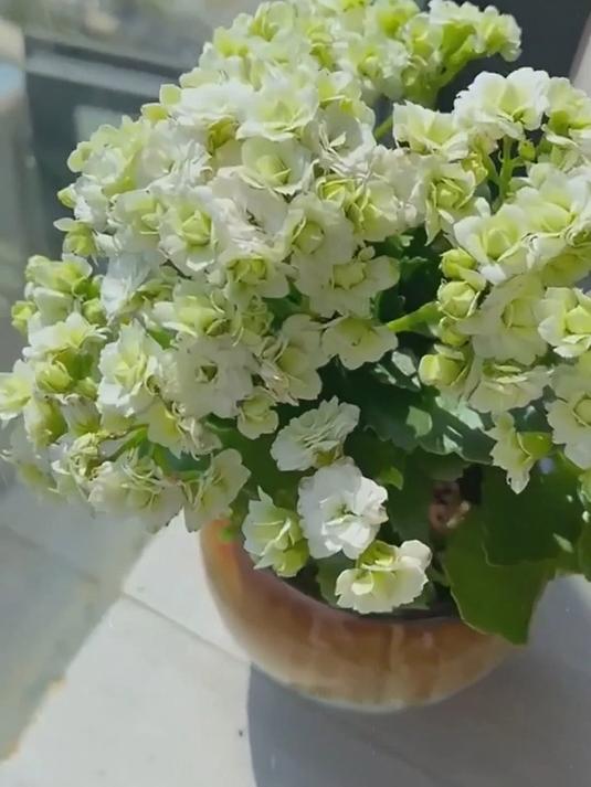 绿巴黎长寿花:重瓣大花,多年生耐寒耐热,打造不凋花园