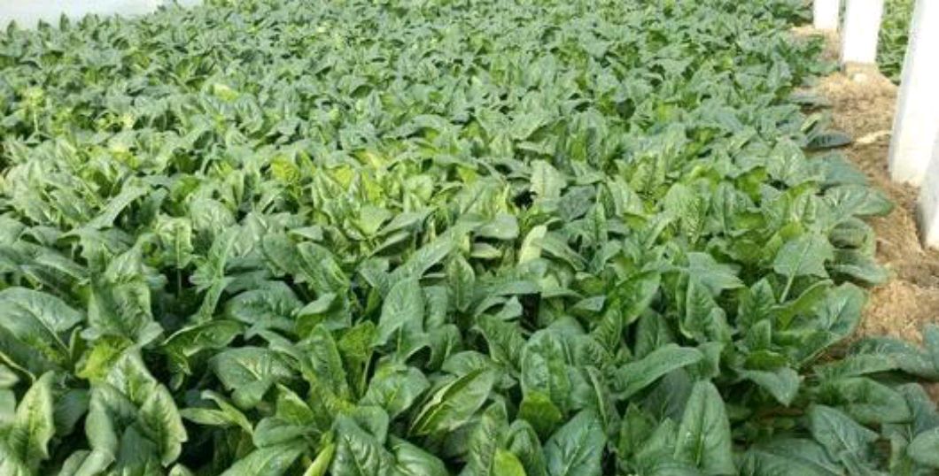 蔬菜大根病防治方法