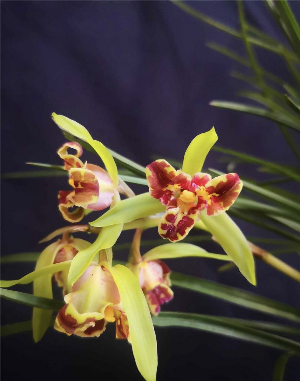 蕙兰鼎红:喜欢反季节开花的兰花,小草大花,美不胜收.