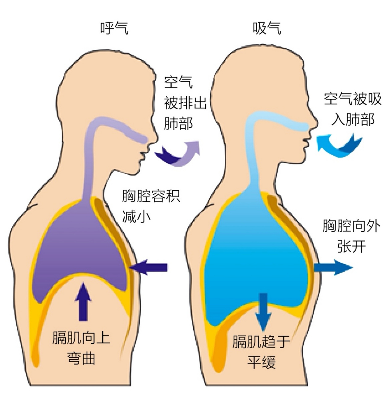 我们大多数人只用了肺活量的一小部分来呼吸,这被认为是导致高血压