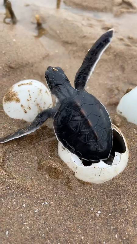 放生的小海龟能找到妈妈吗?