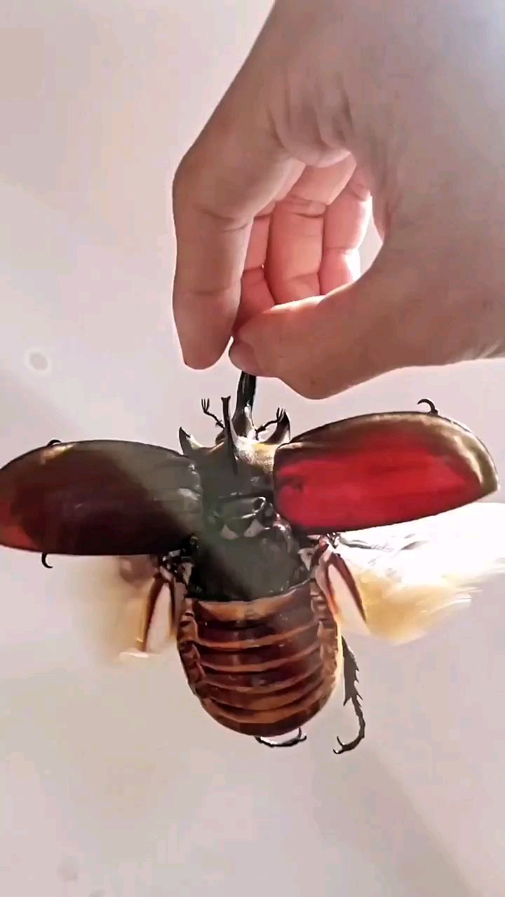 独角仙飞行的慢镜头!堪比直升机呀!-度小视