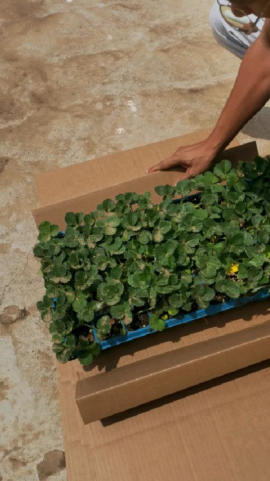 组培脱毒妙香七号草莓苗种苗,感谢内蒙古朋友信任