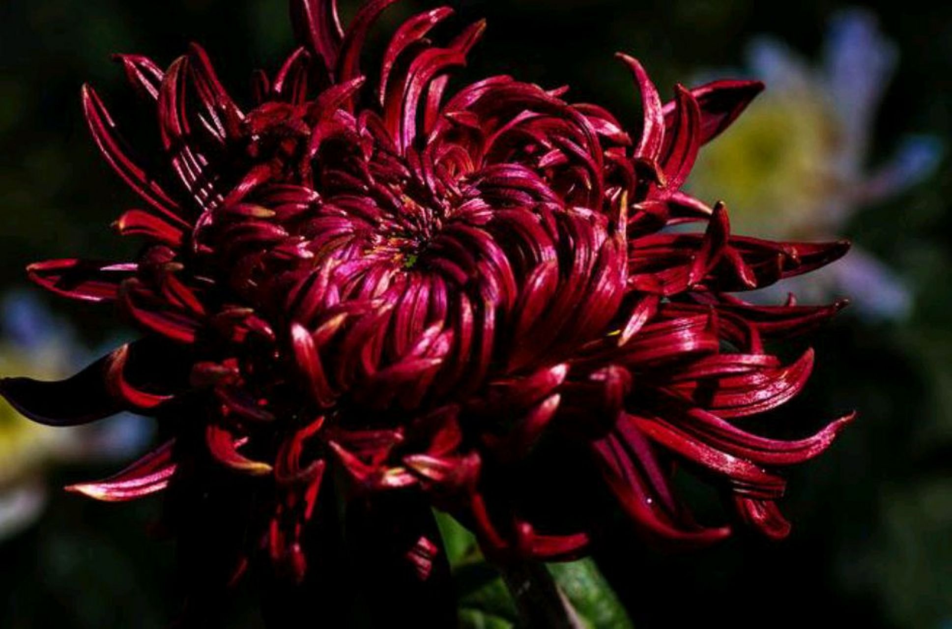 再一次被菊花的美震撼到了, 墨菊的花瓣上原来洒满了金子呀!