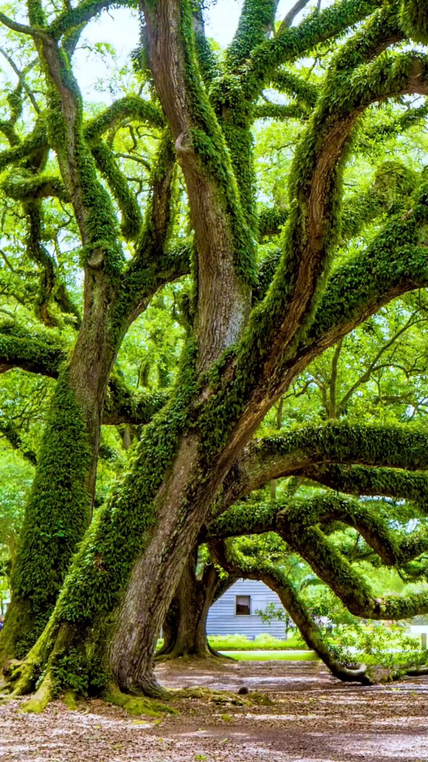 巍巍参天树 前人良苦心