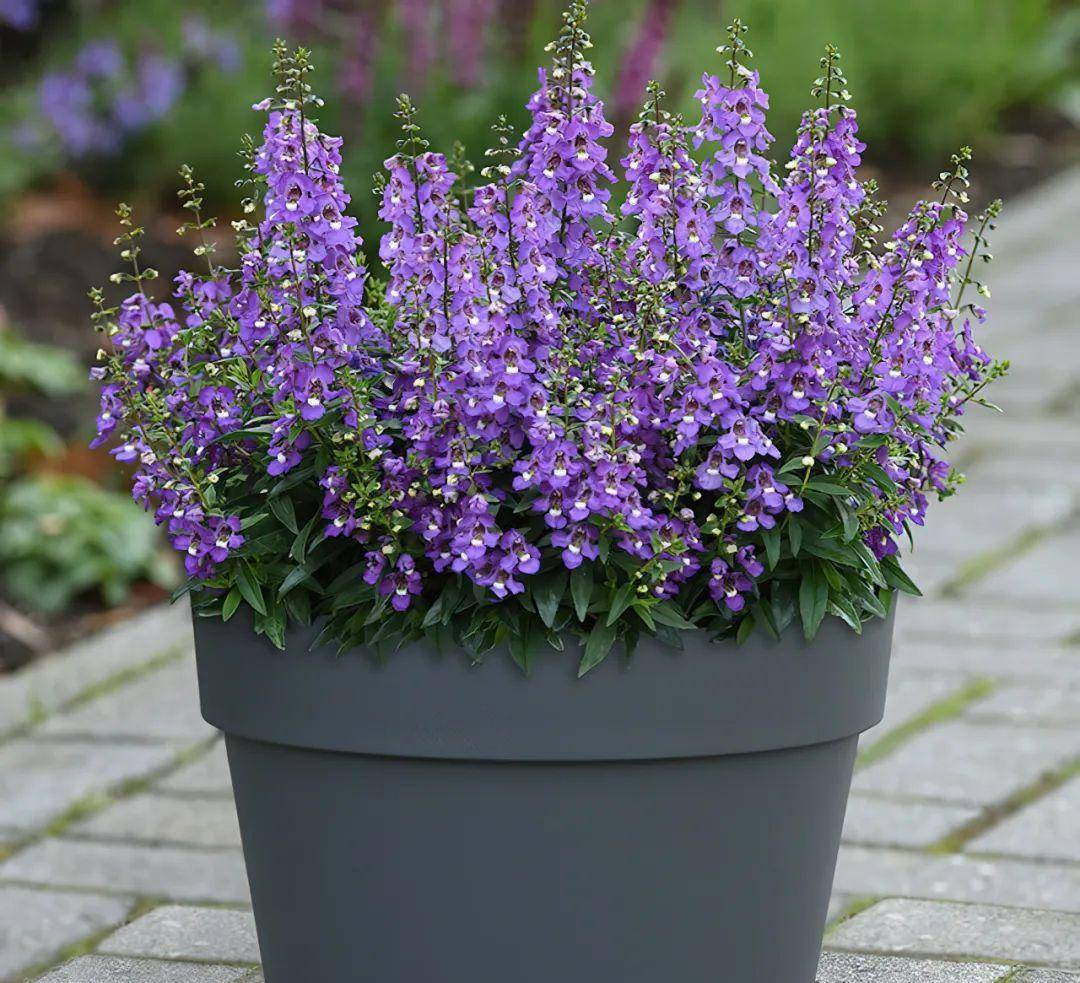 没有任何炎值焦虑的香彩雀,大爱