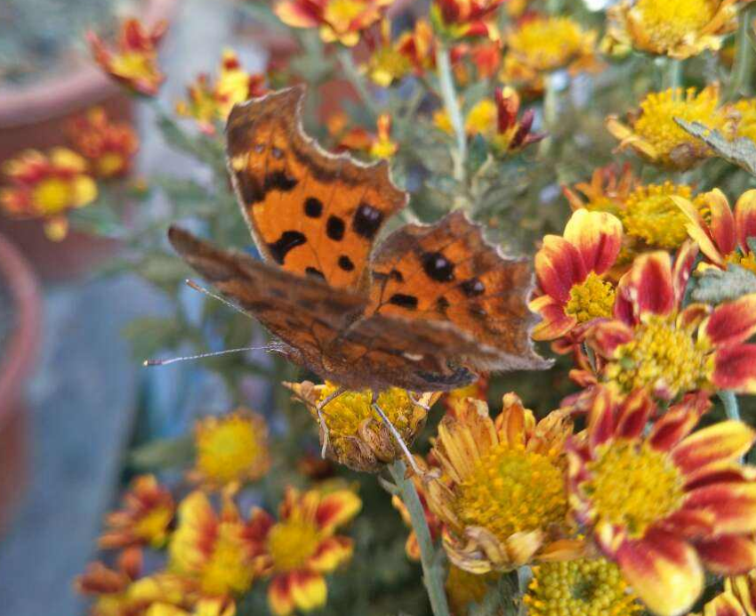 小阔条纹蝶的寿命