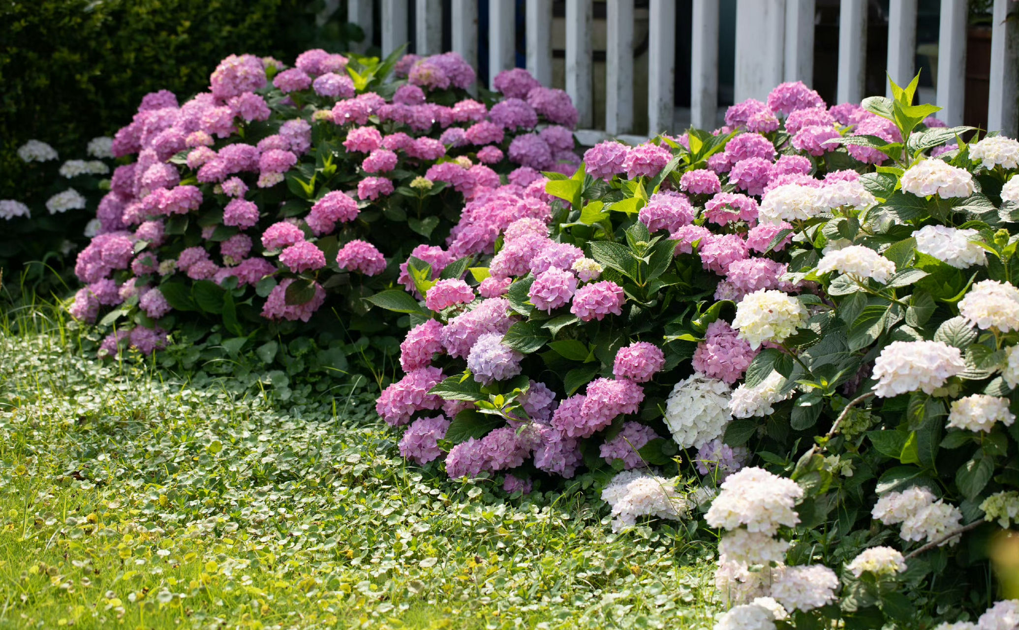 大花绣球修剪最后时机,错过明年可能不开花 转眼已经快立秋了,这个