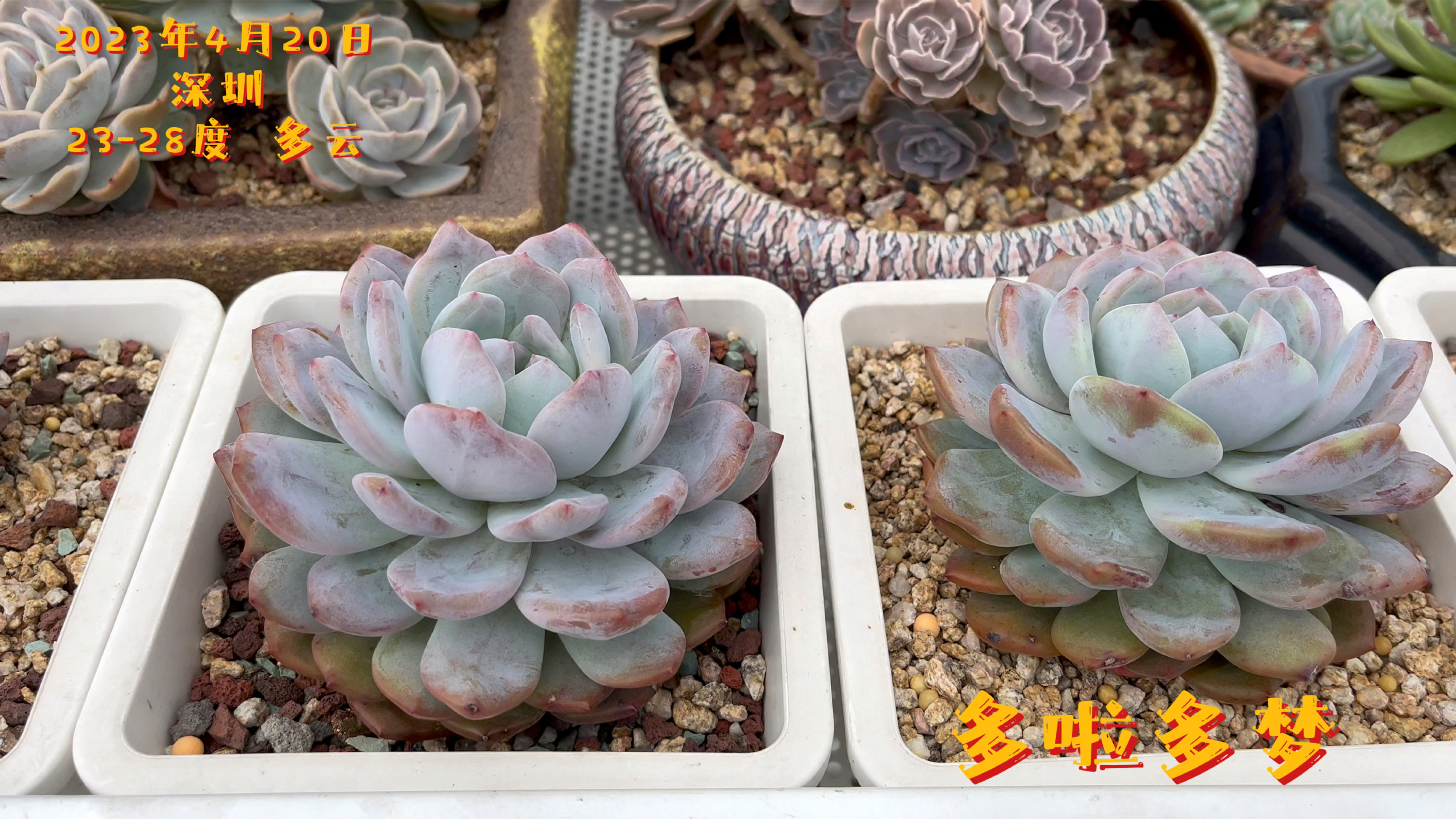 气温升高,你的橙梦露什么颜色呢!秋丽多肉控养和不控的区别