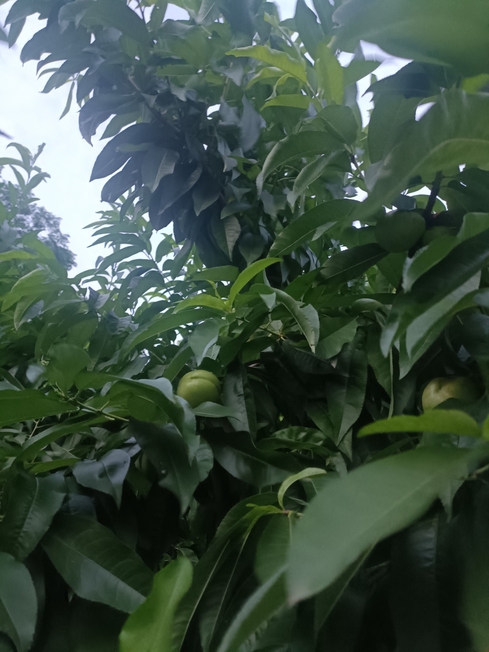 自然生长的野桃,看个头还是可以的,比一般的毛桃大的多,没人管理容易