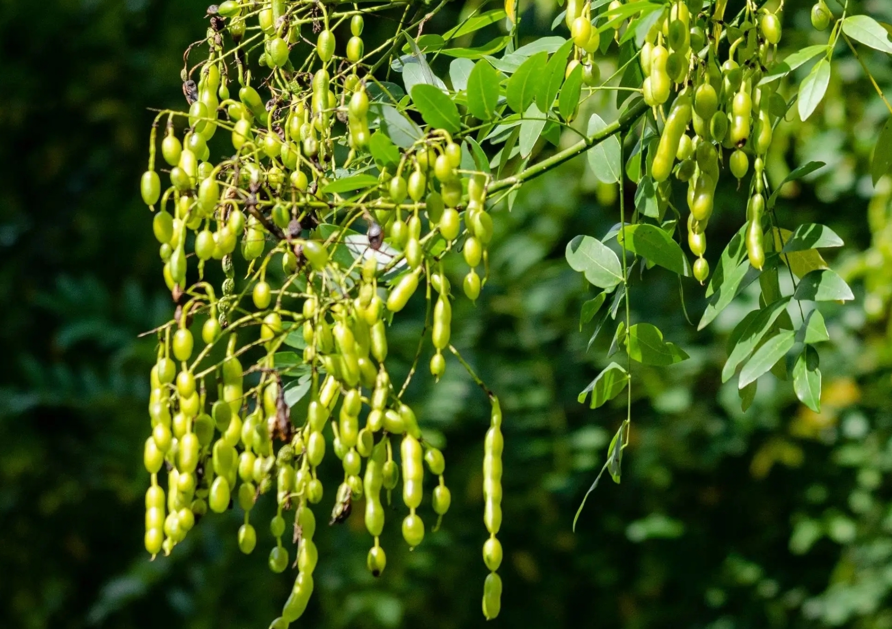 各种豆豆: 豆科家族异常庞大,这些是常见的豆科的木本植物,你能认出几
