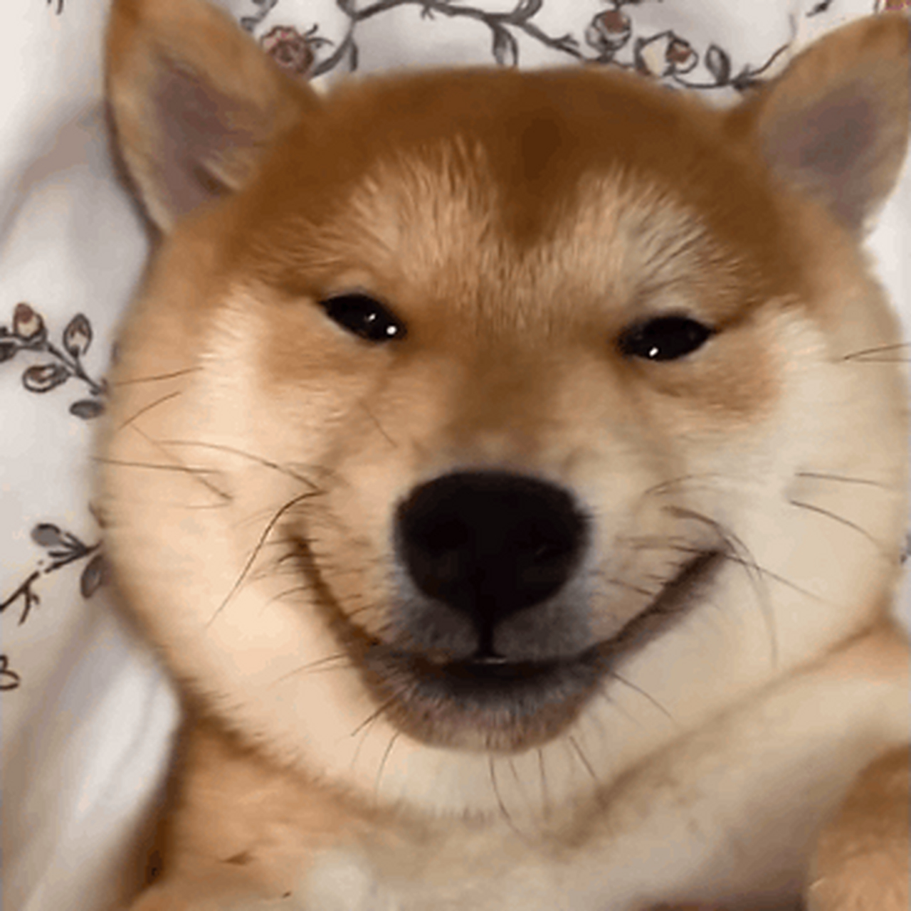 第八十六期表情包: #小动物表情包