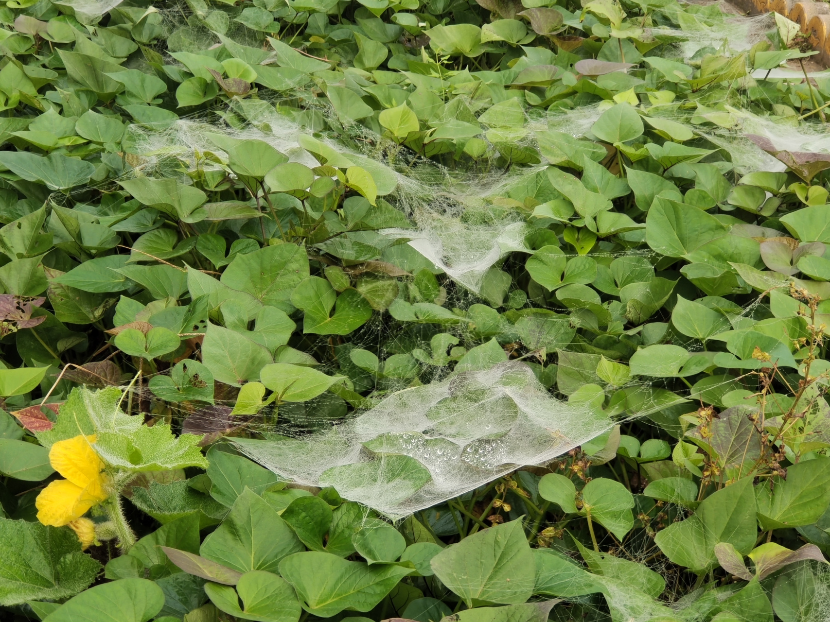 蜘蛛的帐篷和吊床 雨后的冬青丛中,红薯叶子上,蜘蛛大师的杰作清晰
