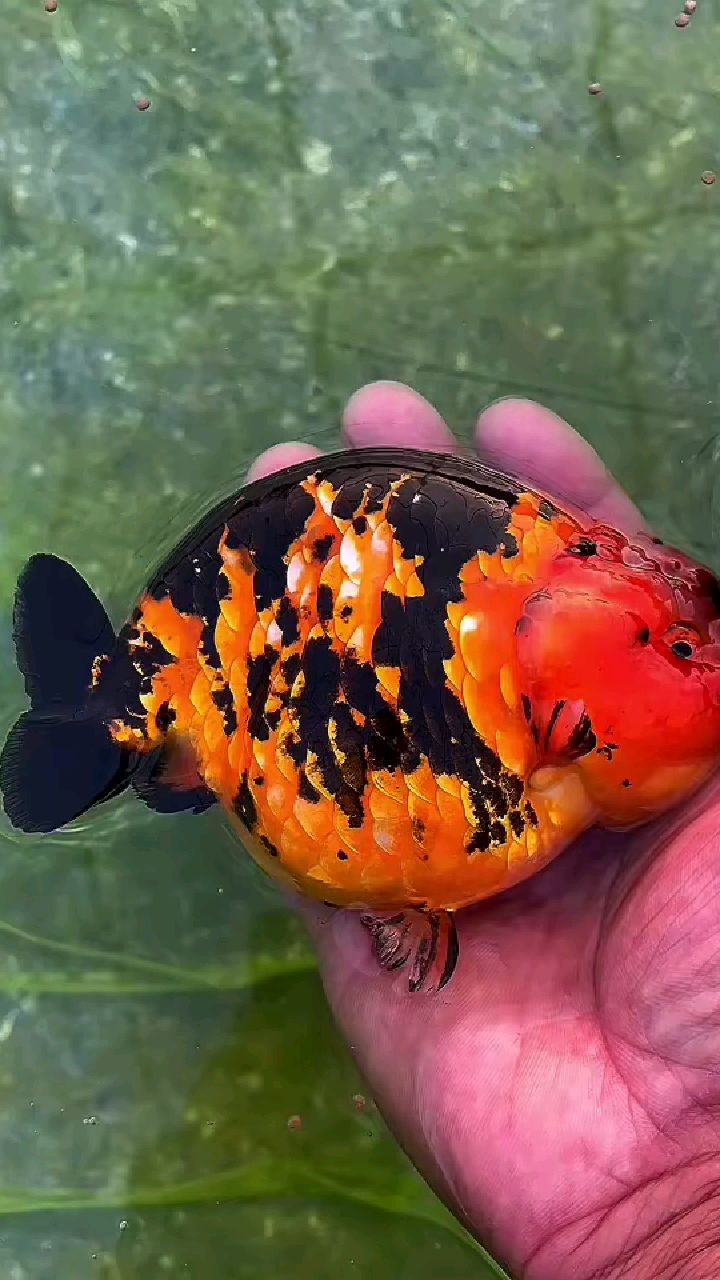 虎纹兰寿,元宝体