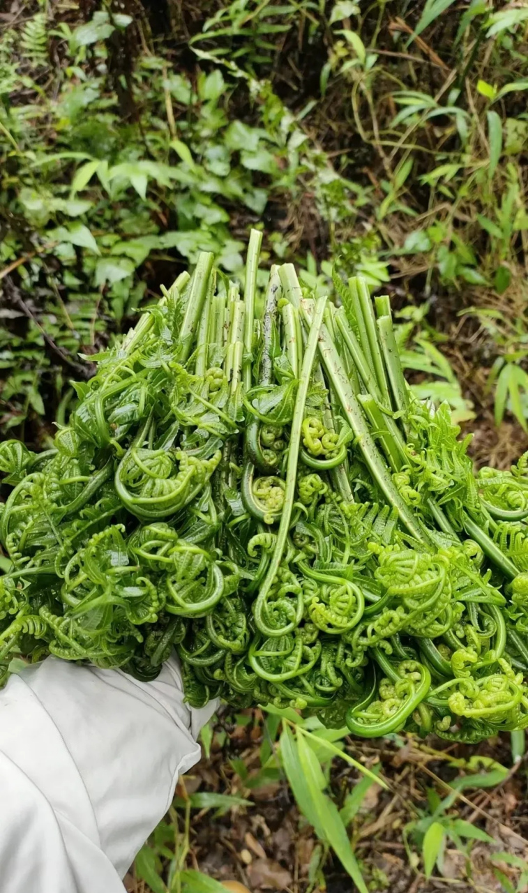 席麻扎手的野菜图片