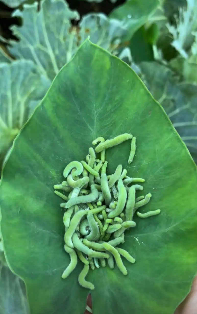 这是我种的菜,一颗上面就有这么多的菜虫,叶子都快被吃光了!