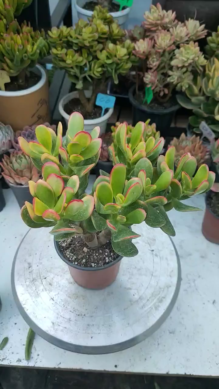 黄金花月的辨别