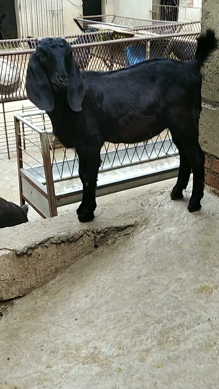 大耳朵努比亚黑山羊,努比亚黑山羊,黑山羊