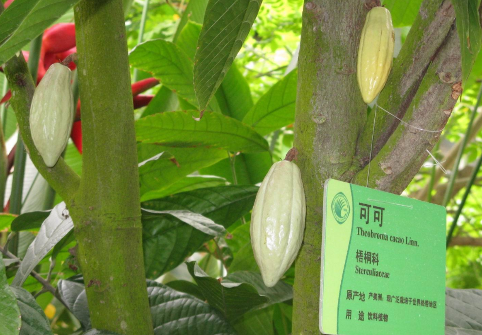 热带雨林植物有哪些