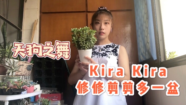 入秋后Kira的首次修剪,整理杂乱的天狗之舞,修修剪剪又多一盆