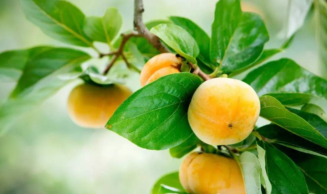 柿子叶的神奇用途!爷爷传授的3大实用妙招,让你大开眼界