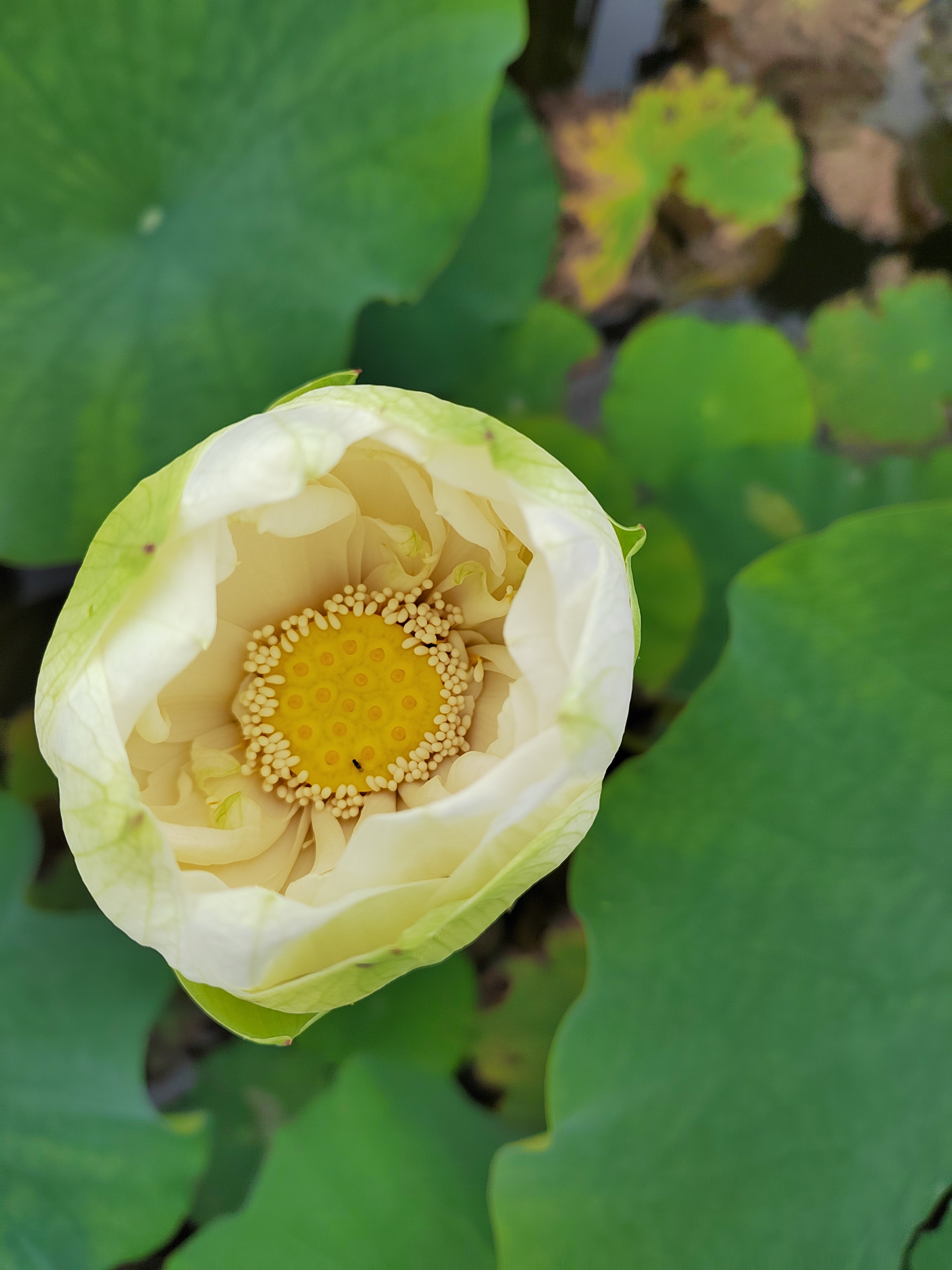 走进山湾的太空荷花