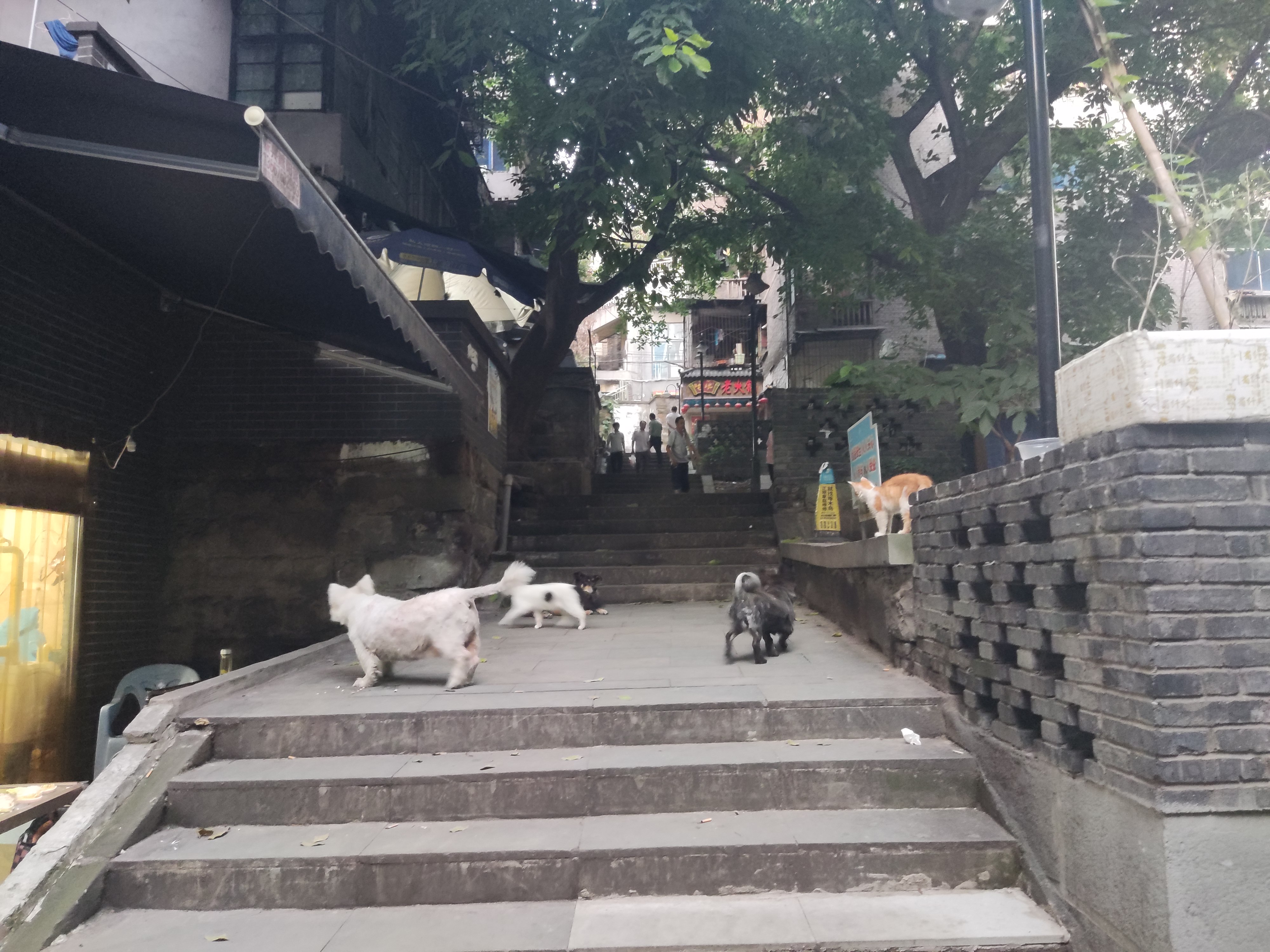 重慶觀音橋的記憶老街,野水溝,不好意思,來晚了