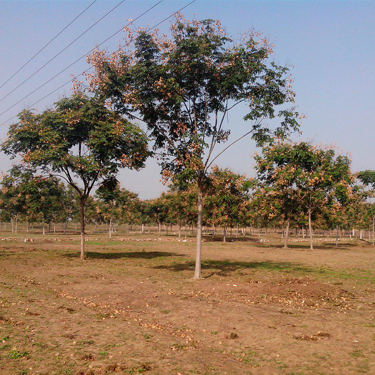 栾树价格—北栾价格—南栾价格—栾树最新报价表—黄山栾树多少钱