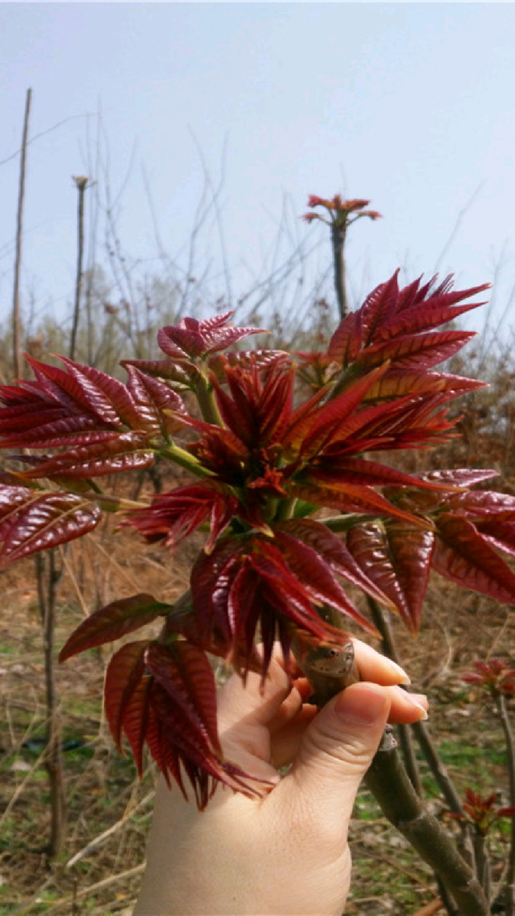 红油香椿苗,香椿小苗,当年苗出圃