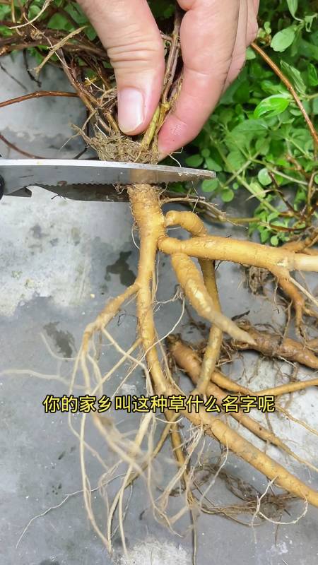 雾水葛又叫糯米草你家乡有这种草吗