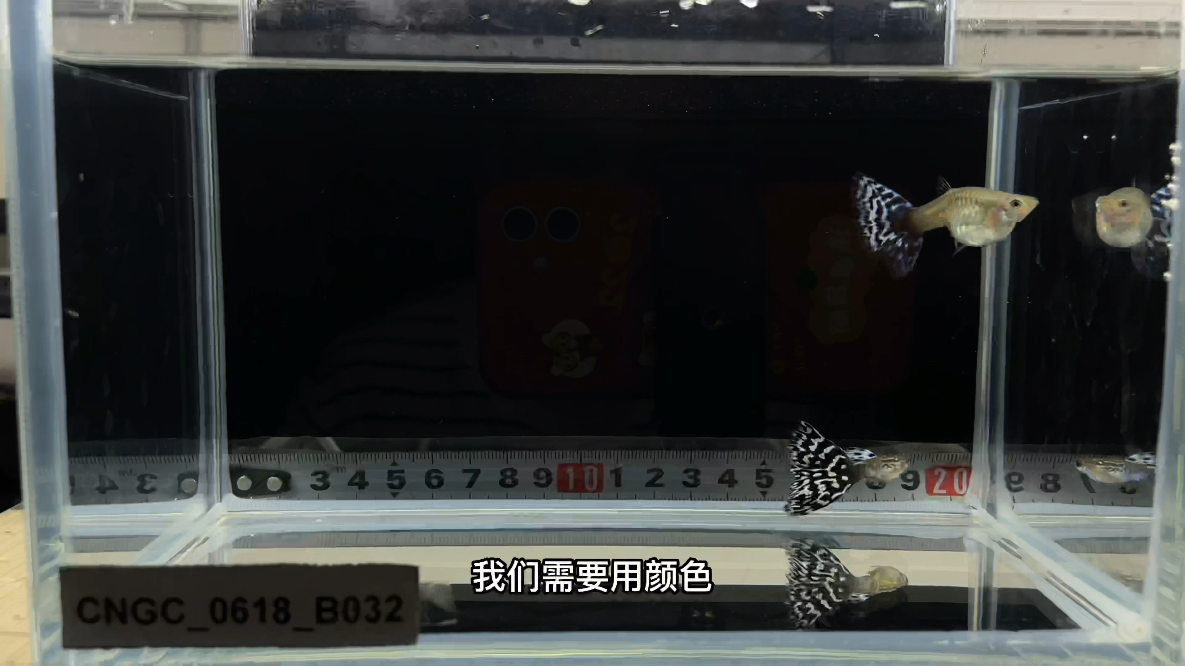 孔雀鱼分公母的方法,保你看完视频就能学会,只需要牢记三点