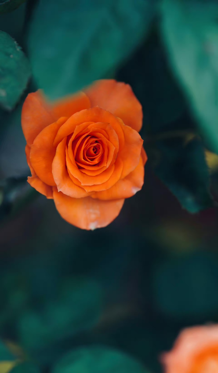 橙色宝石月季,一花一世界,一叶一如来.一念一清净,心是莲花开.