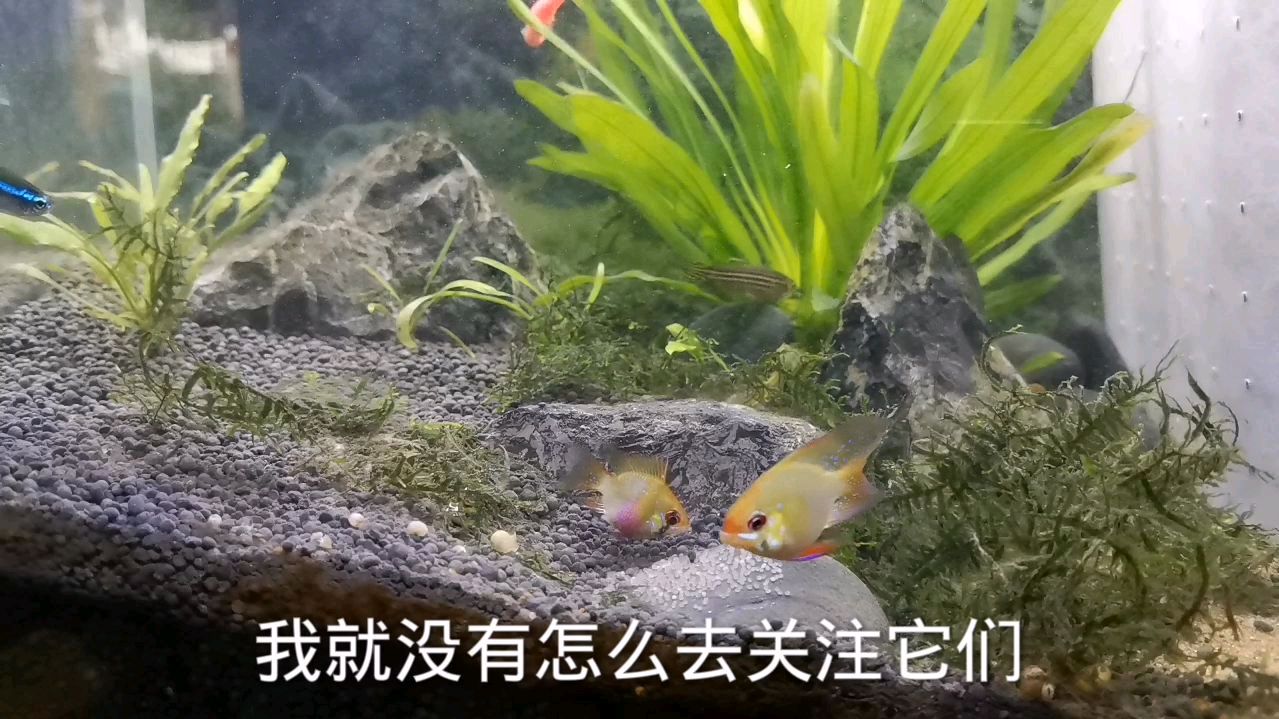 荷兰凤凰球鱼到家不到一个月就繁殖产卵了,能孵化成功吗?