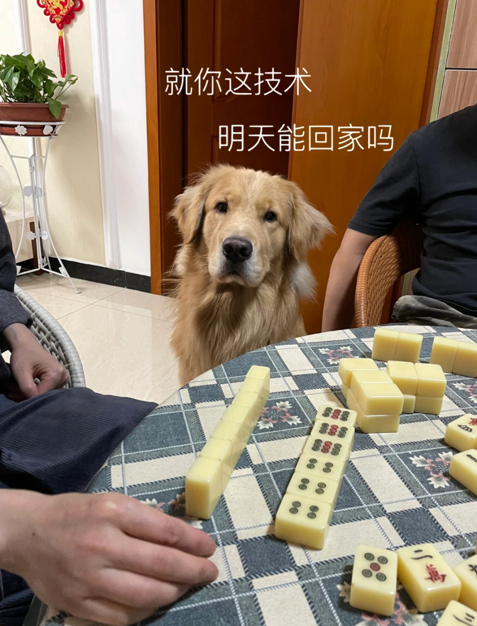 等待老母亲打麻将的小狗,哈哈哈,表情过于丰富