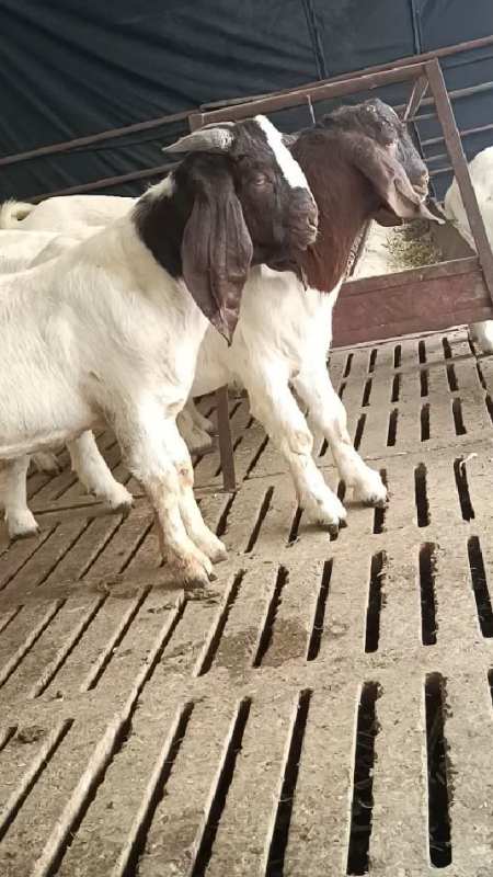 爆紫红头波尔山羊种公羊,秃头的戴角的都有-度小视