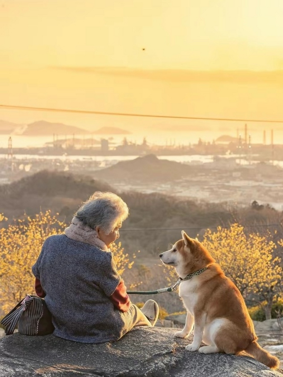 这组老人与狗的照片超治愈,此情此景,非常暖心!