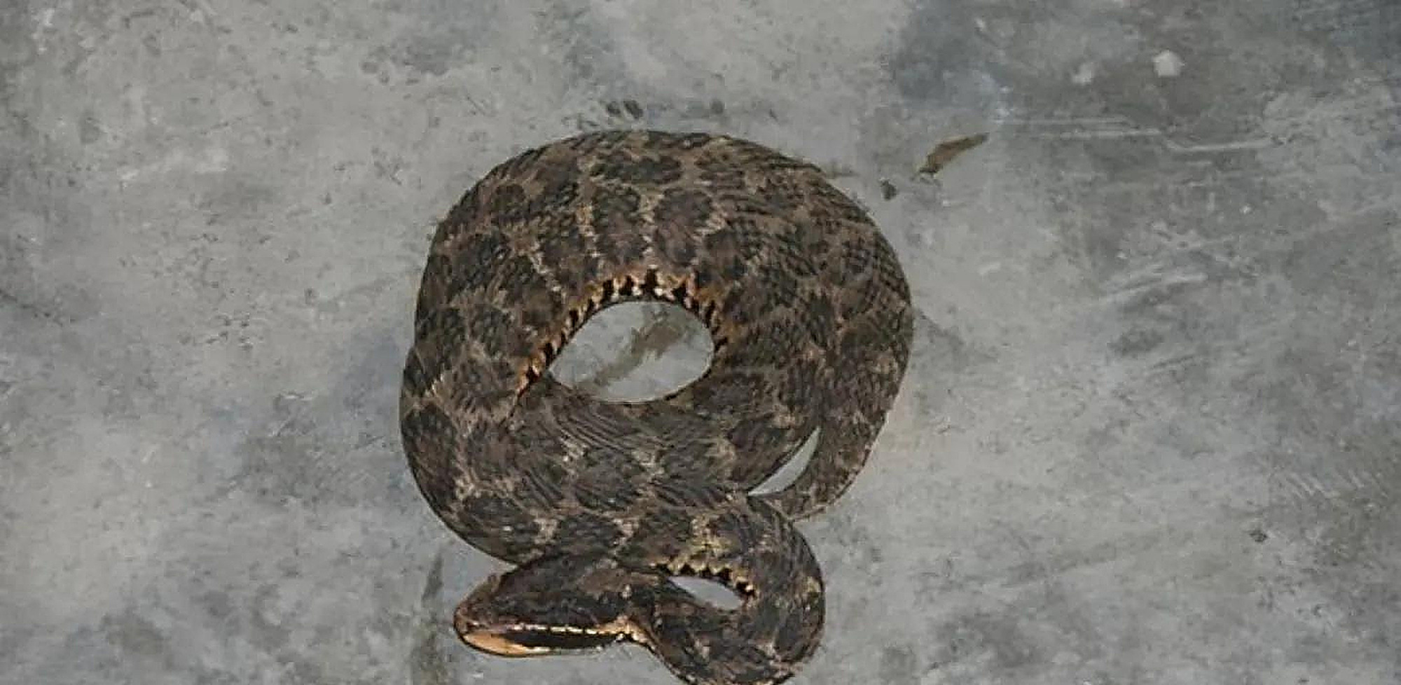 火链蛇,土呆子,扁担蛇……小时候,我和蛇的故事