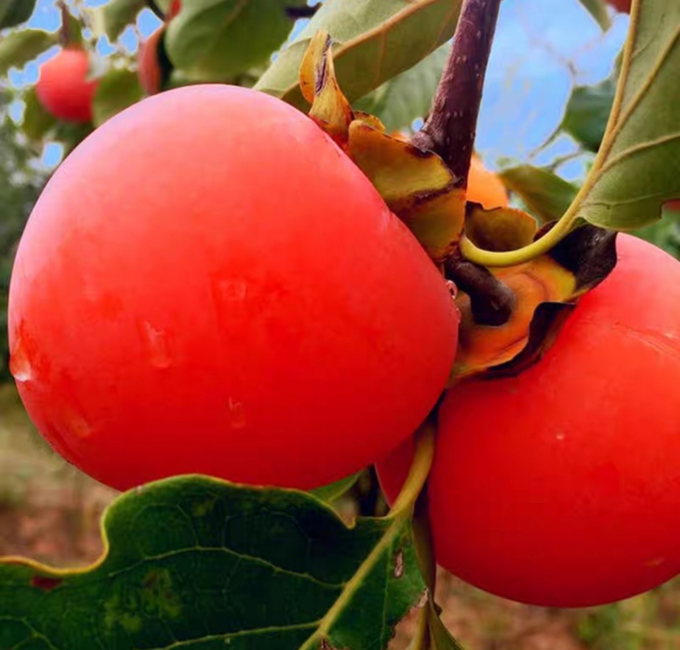 看见这些五彩缤纷水灵灵的水果就垂涎欲滴,有些水果一口咬下去,软嫩多