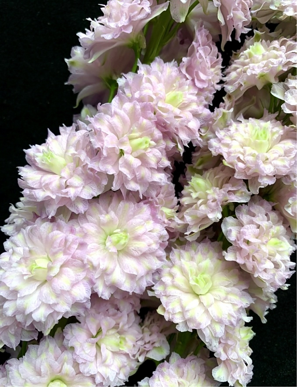 花飞燕草品种——高地人系列 (highlander series) 完全重瓣的花型