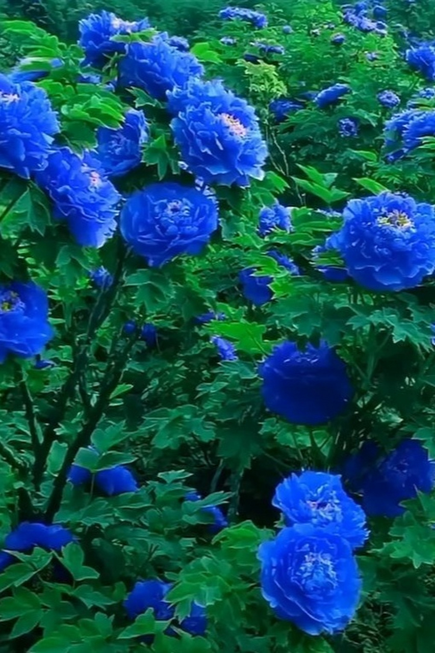 绝美冷艳的蓝牡丹开出一片蓝色的海洋 牡丹花的赞歌——《牡丹之歌》