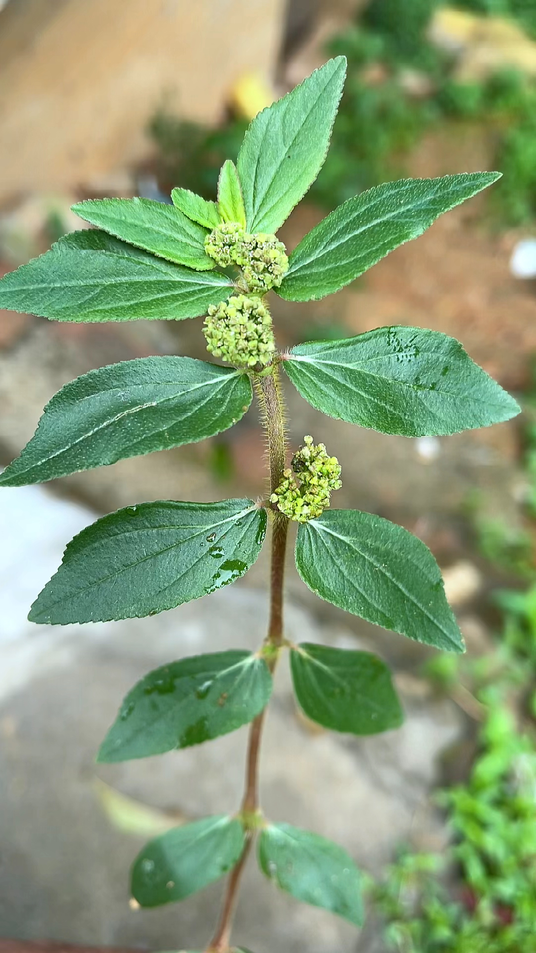 飞扬草,在路旁常见,你那里有吗?