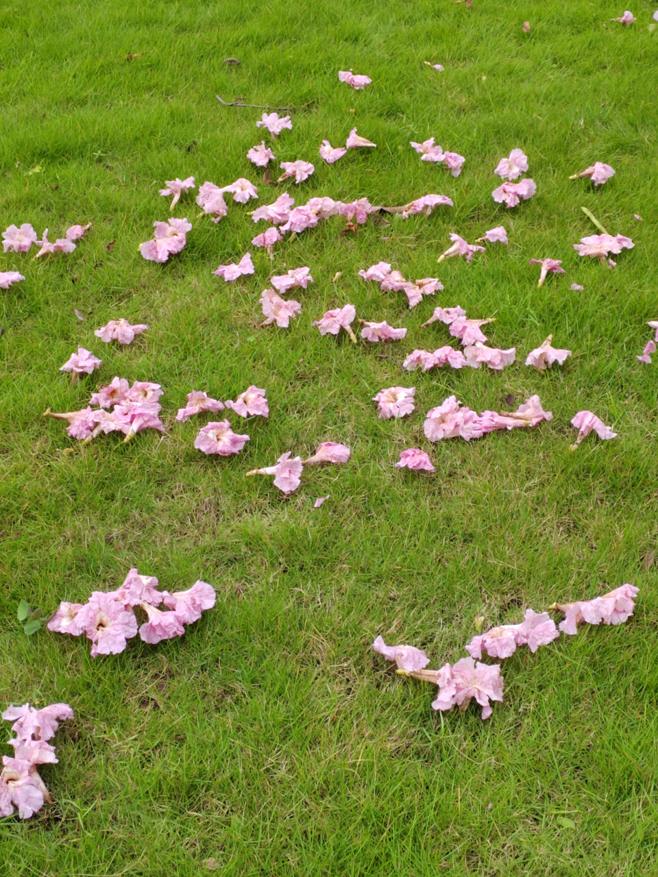 此词虽含伤春惜时之意,却实为感慨抒怀之情