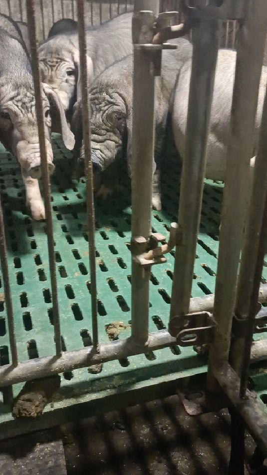 江苏太湖母猪#梅山四蹄白母猪-度小视