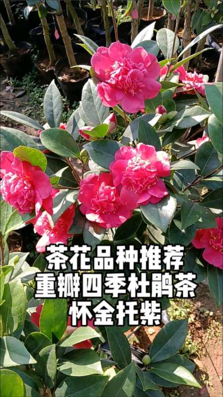 茶花品种推荐四季杜鹃茶品种怀金托紫