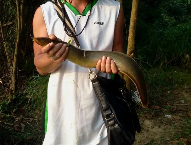 运气真好,抛竿喜中1斤6两的大刀鳅!这鱼哪有卖的