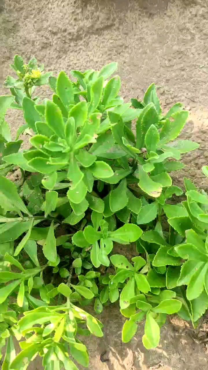 养心菜也叫高钙菜,养心又补钙,对三高好,耐寒耐旱,全年可种-度小视